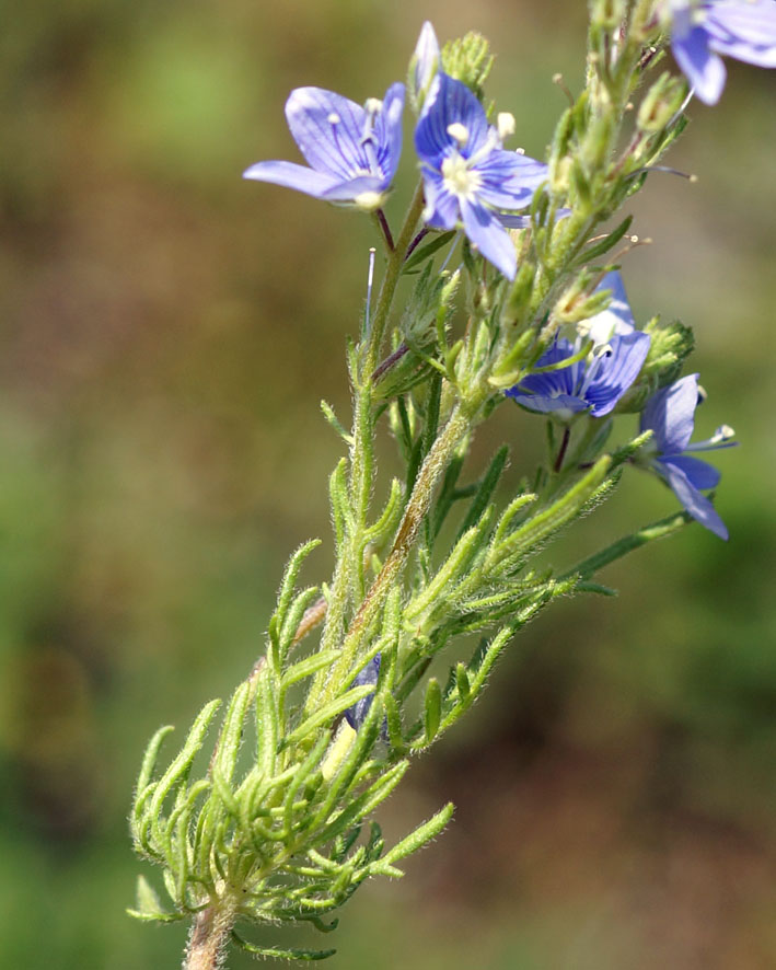 Image of Veronica capsellicarpa specimen.