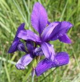 Iris sanguinea