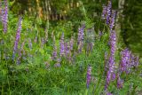 Vicia tenuifolia