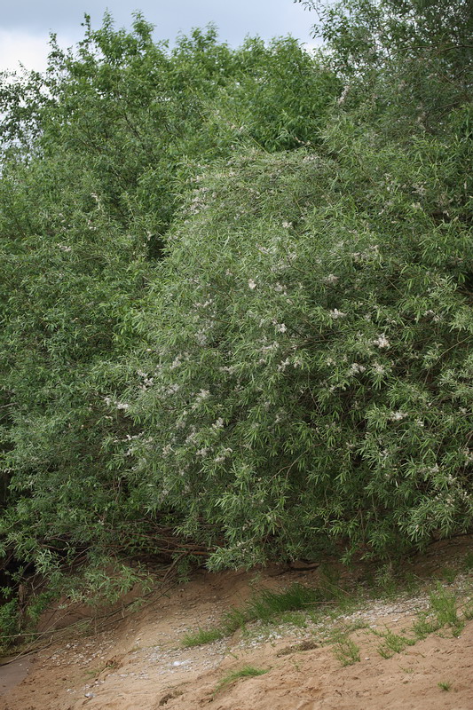 Изображение особи Salix viminalis.