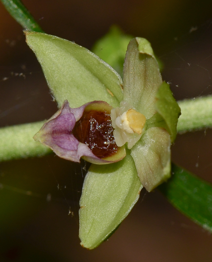 Изображение особи Epipactis helleborine.