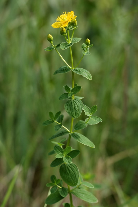 Изображение особи Hypericum maculatum.