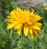 Rudbeckia laciniata разновидность hortensia. Соцветие. Восточный Казахстан, г. Усть-Каменогорск, цветник в парке, в культуре. 30.07.2012.