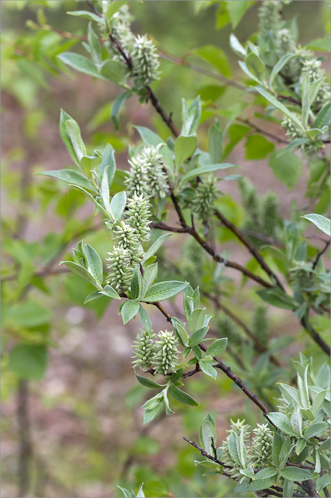 Изображение особи Salix lapponum.