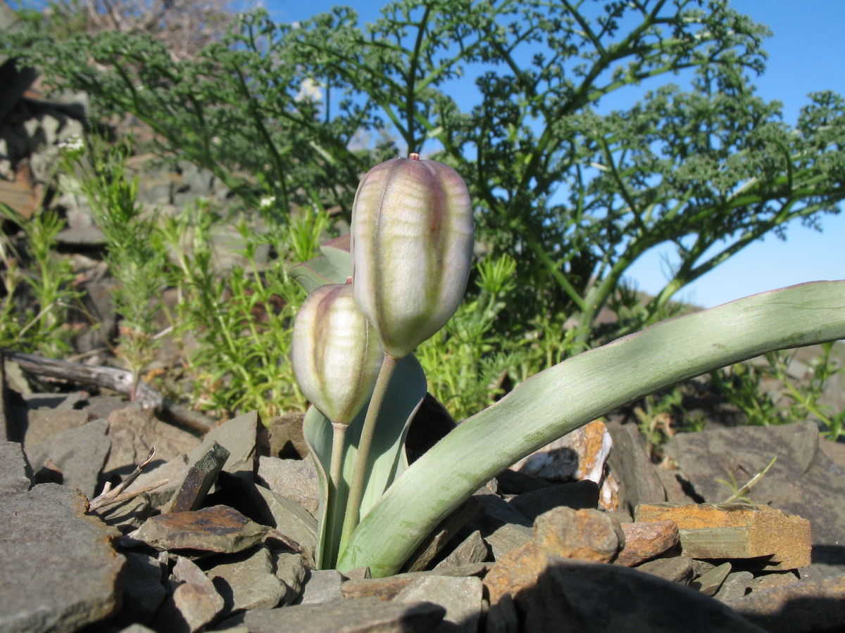 Image of Tulipa orthopoda specimen.