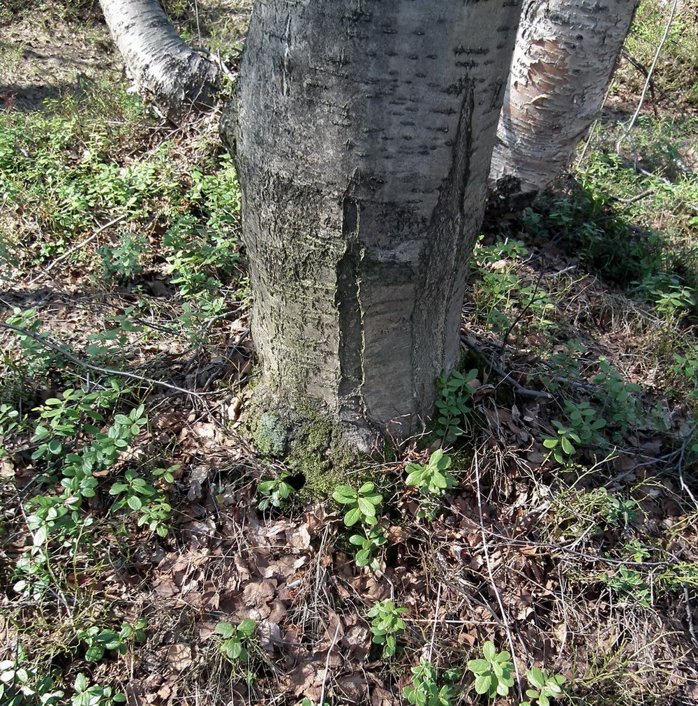 Изображение особи Sorbus aucuparia.