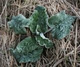 Arctium tomentosum