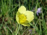 Papaver nudicaule