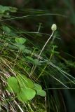 Oxalis acetosella. Плодоносящее растение среди листьев Deschampsia cespitosa(?). Ленинградская обл., Ломоносовский р-н, окр. форта \"Красная Горка\", склон к Финскому заливу, смешанный лес, на замшелом валуне. 25.09.2016.