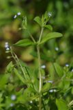 Myosotis sparsiflora