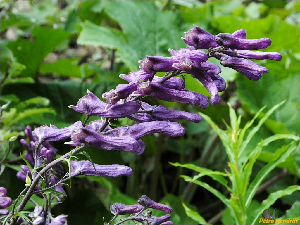 Изображение особи Aconitum moldavicum.