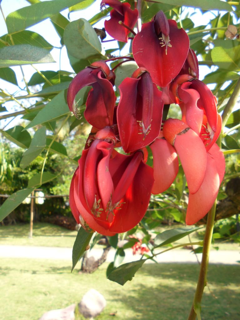 Изображение особи Erythrina crista-galli.