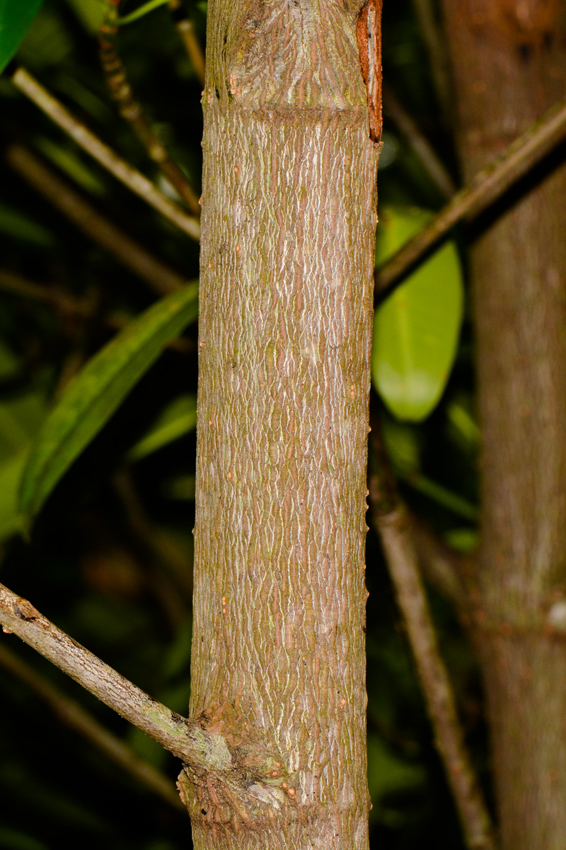 Изображение особи Rhizophora mucronata.
