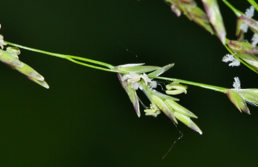 Изображение особи Glyceria triflora.