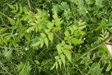 Angelica sylvestris