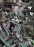 семейство Asteraceae. Цветущее растение. Китай, пров. Гуандун, р-н Шаогуань, геопарк \"Дансия\", лес. 18.10.2017.