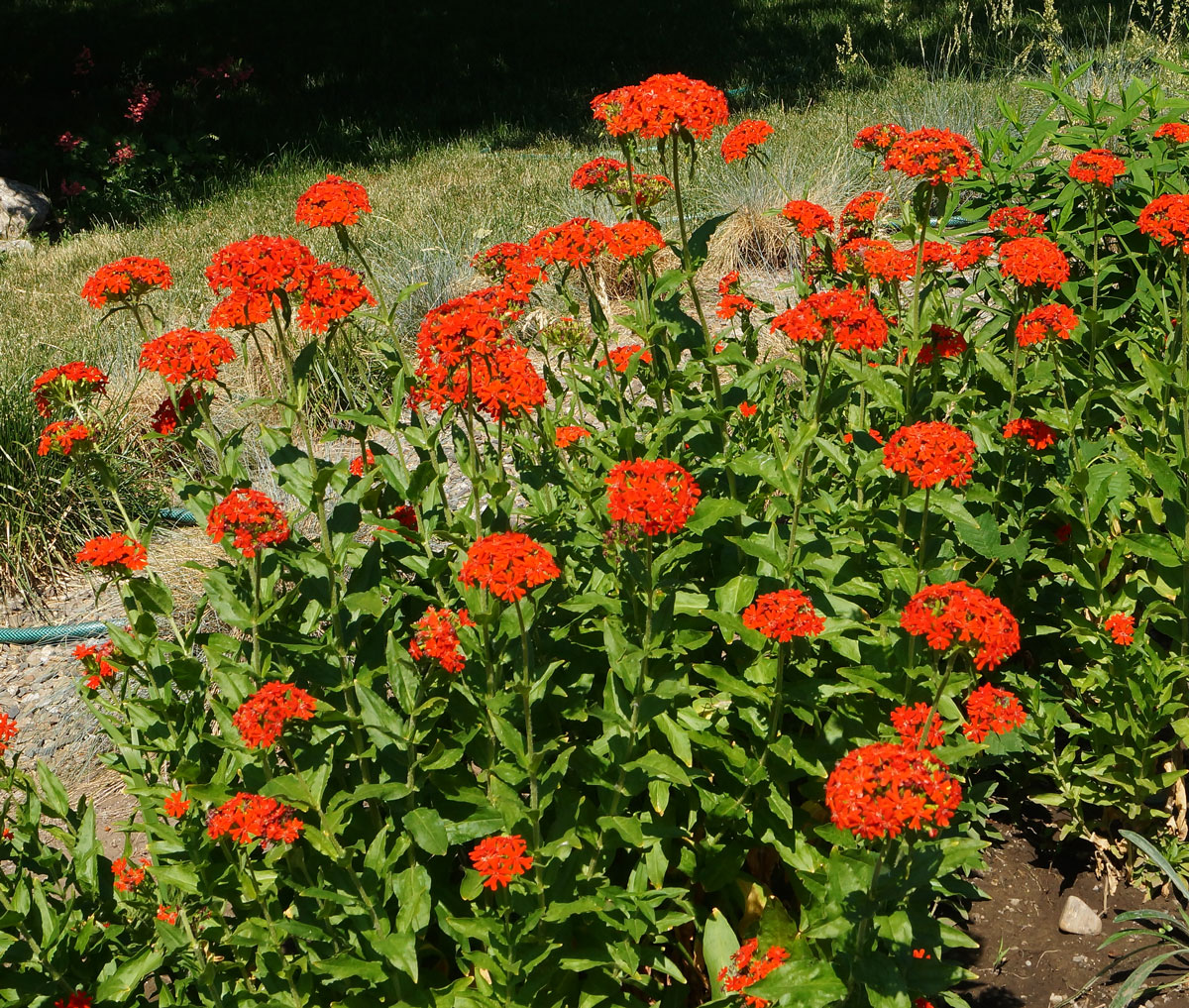 Изображение особи Lychnis chalcedonica.