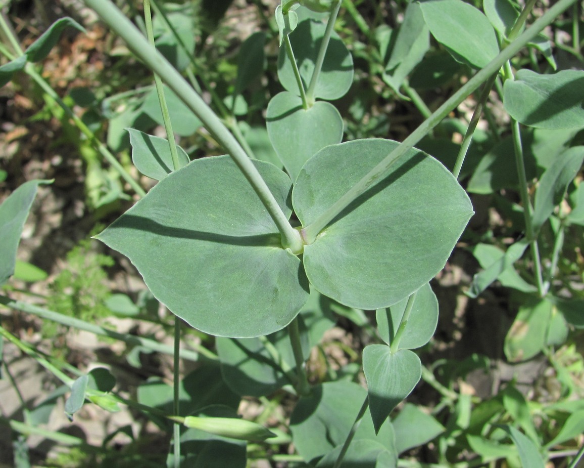 Изображение особи Silene chlorifolia.