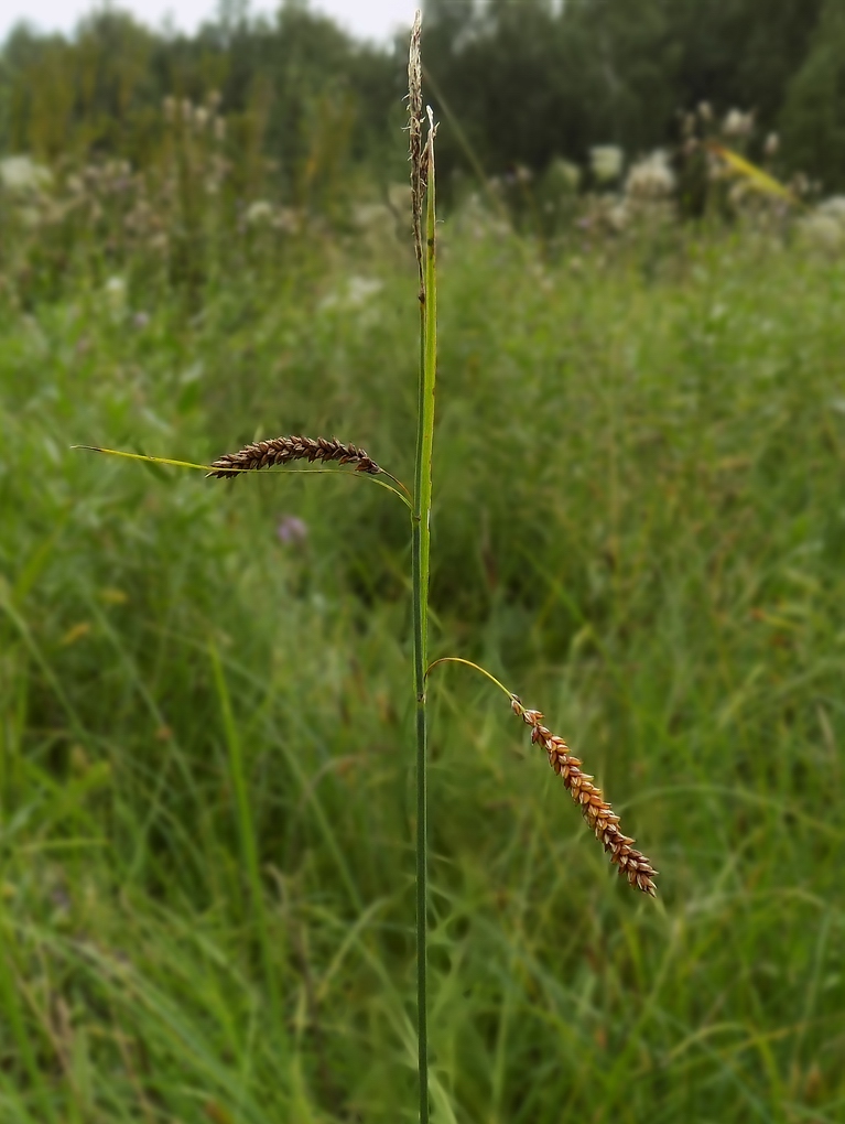 Изображение особи Carex flacca.