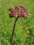 Filipendula vulgaris. Соцветие в фазе бутонизации. Нижегородская область, окр. г. Шумерля, пойма р. Сура, оз. Холодное. 11 июня 2008 г.