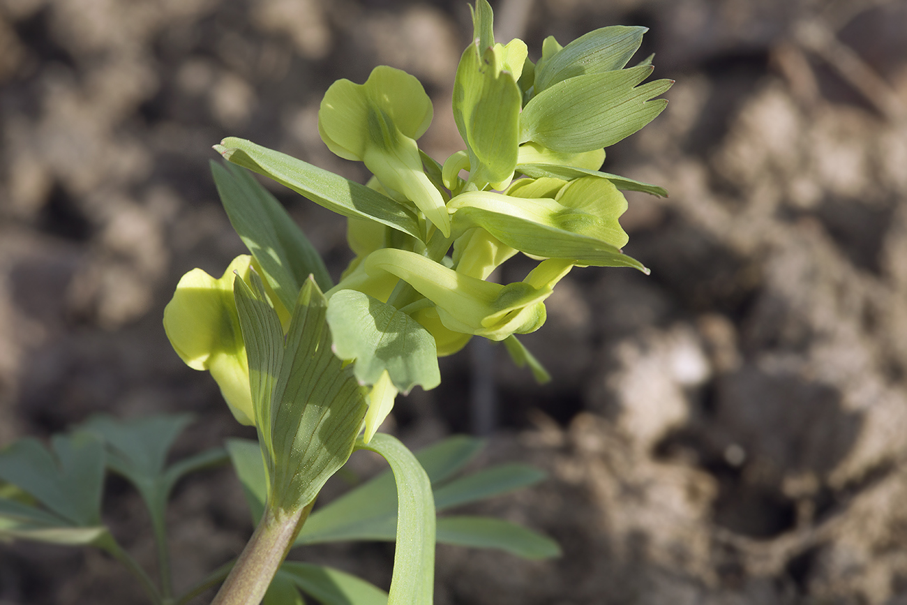 Image of Corydalis bracteata specimen.