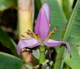 Musa ornata