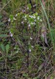 Euphrasia stricta. Цветущее растение. Пермский край, г. Пермь, Кировский р-н, заброшенный песчаный карьер, суходольный луг. 10.08.2019.