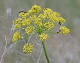 Pastinaca clausii. Соцветие с кормящимися наездниками. Крым, Керченский п-ов, окр. с. Бондаренково, степь. 25 мая 2020 г.