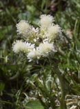 Antennaria dioica