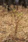 Salix bebbiana