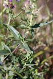 Dracocephalum integrifolium. Побег. Южный Казахстан, хр. Боролдайтау, спуск на север с перевала Сартур. 10.06.2010.