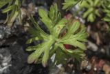 Geranium dissectum