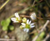 Erophila verna