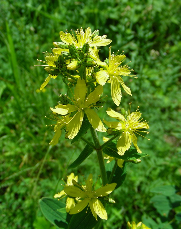 Изображение особи Hypericum hirsutum.