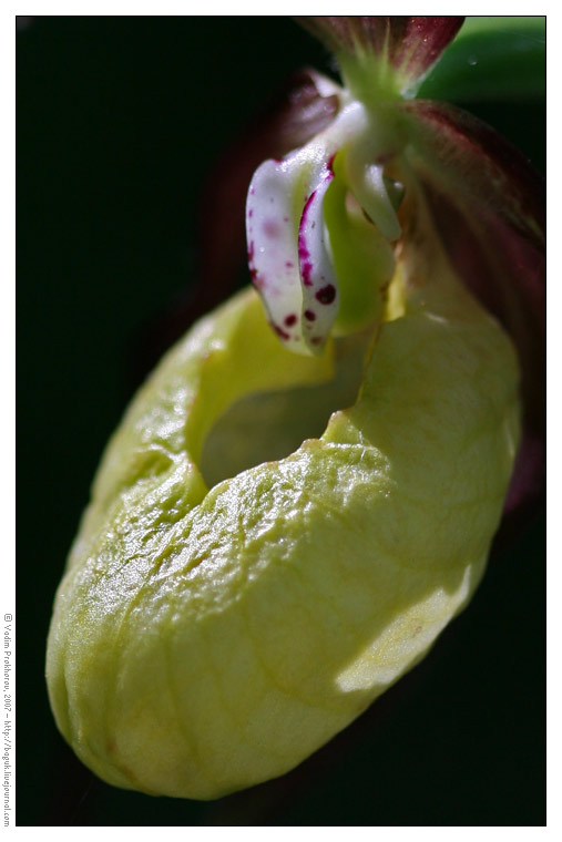 Изображение особи Cypripedium calceolus.