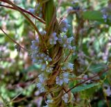 Cuscuta europaea. Цветущее растение. Чувашия, окр. г. Шумерля, Кумашкинский заказник, Соколова поляна. 17 июля 2007 г.