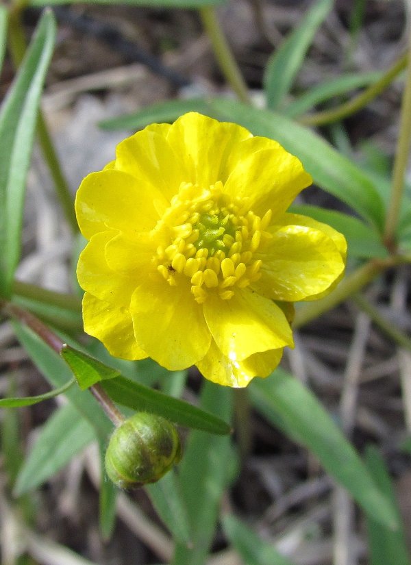 Изображение особи Ranunculus monophyllus.