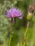 Cirsium serratuloides. Верхушка побега с соцветием. Казахстан, Восточно-Казахстанская область; Западный Алтай, скл. Ульбинского хребта, окр. г. Усть-Каменогорска. 13.08.2012.