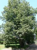 Tilia europaea. Плодоносящее дерево. Москва, Воробьёвы горы, ул. Косыгина. 04.07.2012.