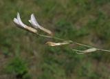 Astragalus ucrainicus