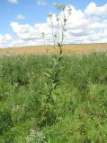 Sonchus palustris