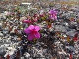 Rhododendron подвид glandulosum