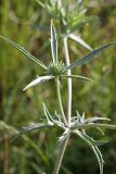 Eryngium caeruleum. Соцветие. Южный Казахстан, хр. Каржантау, ущ. Бургулюк, окр. пос. Скреплёвка. 05.06.2013.