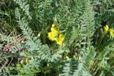 Astragalus buchtormensis