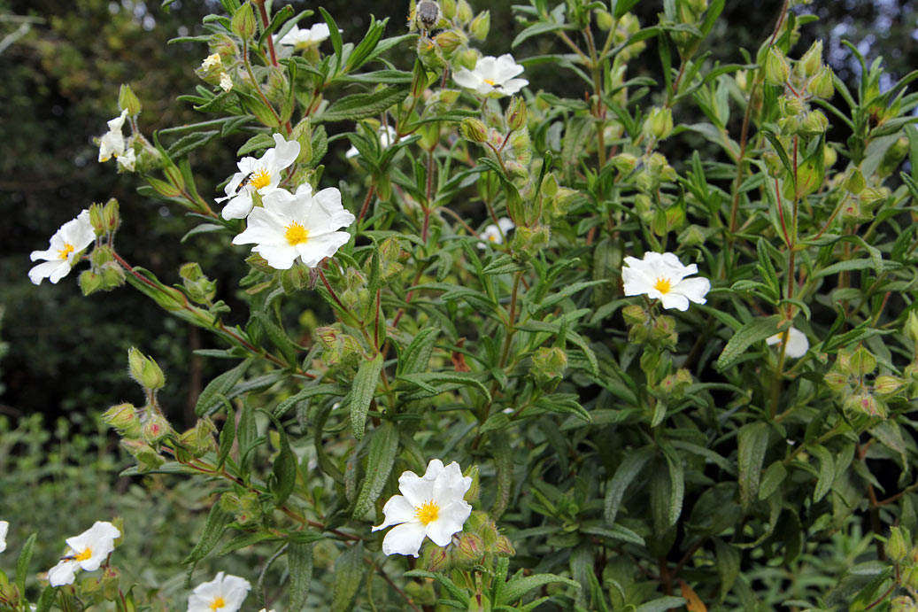 Изображение особи Cistus monspeliensis.