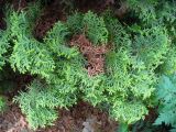 Thuja occidentalis