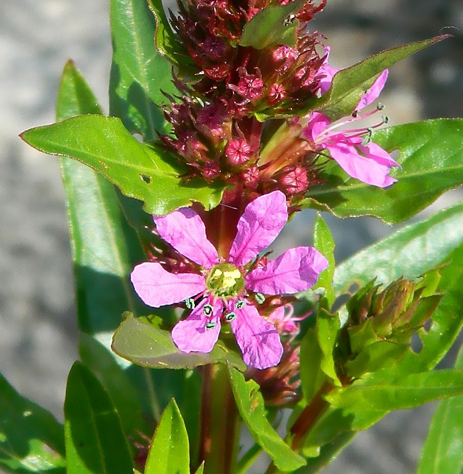 Изображение особи Lythrum salicaria.