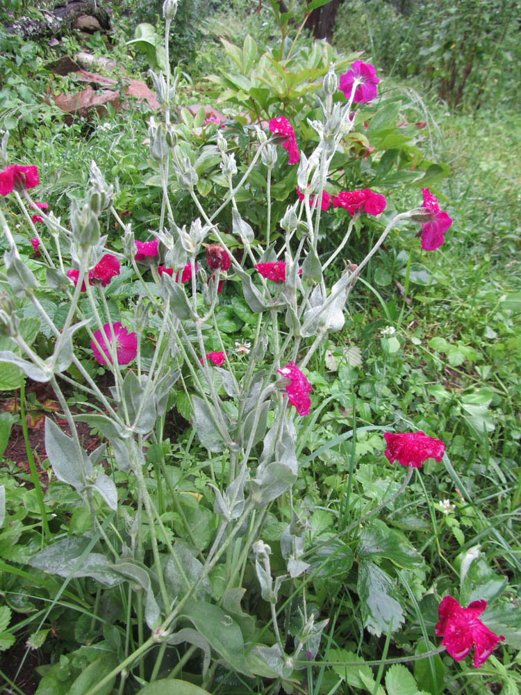 Изображение особи Lychnis coronaria.