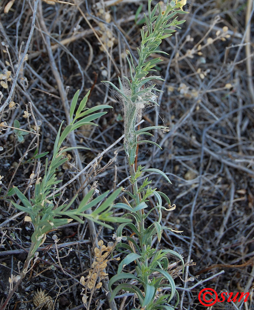 Изображение особи Linaria vulgaris.