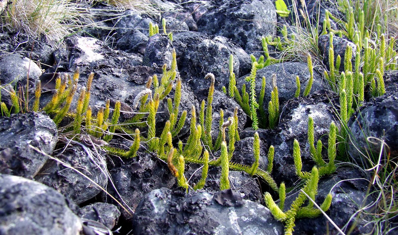 Изображение особи Lycopodium lagopus.